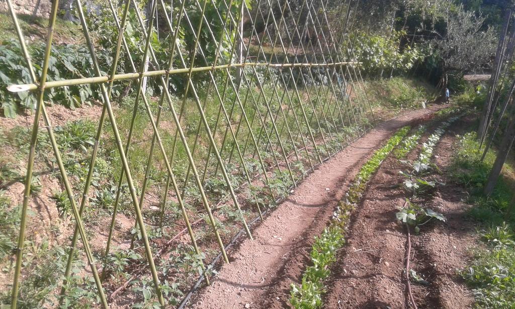 לינה וארוחת בוקר לריצ'י La Fattoria Di Nonna Eugenia מראה חיצוני תמונה