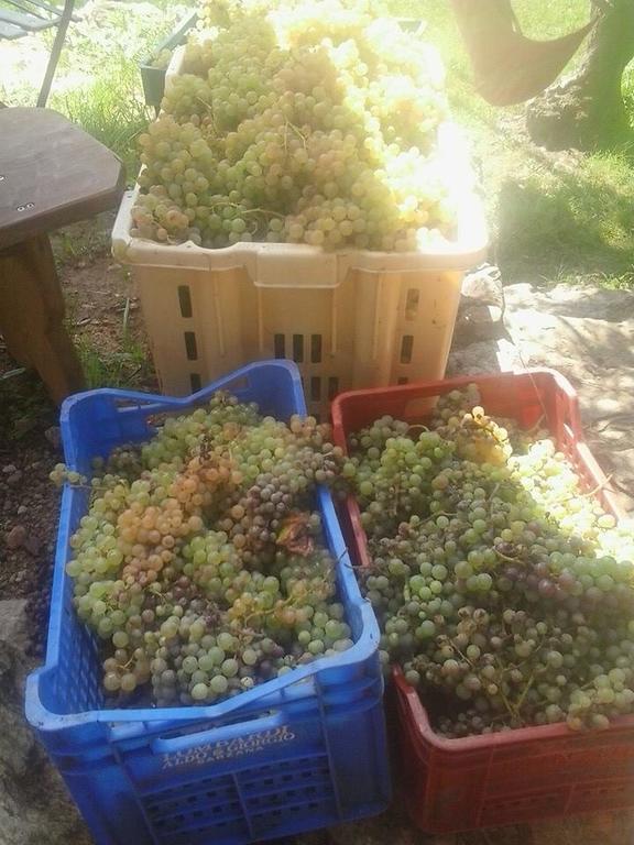 לינה וארוחת בוקר לריצ'י La Fattoria Di Nonna Eugenia מראה חיצוני תמונה