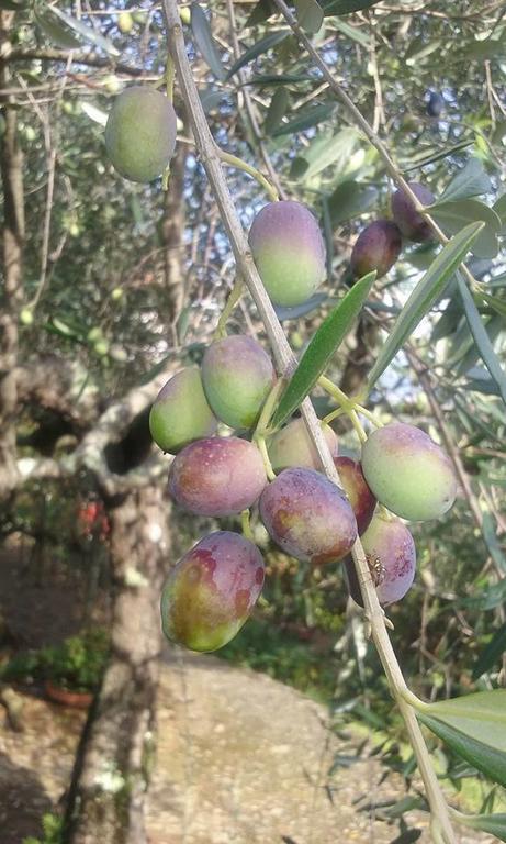 לינה וארוחת בוקר לריצ'י La Fattoria Di Nonna Eugenia מראה חיצוני תמונה